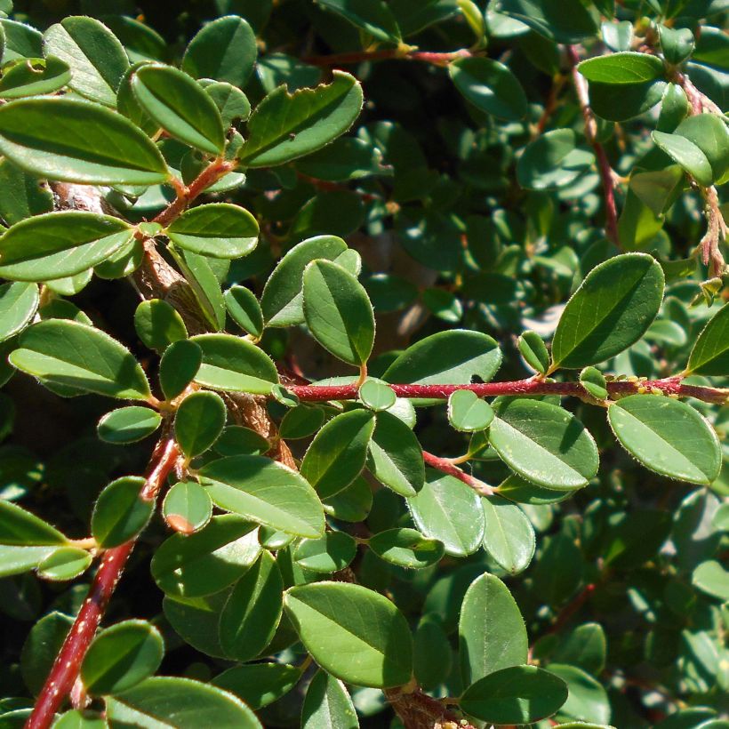 Cotoneaster suecicus Skogholm - Zwergmispel (Foliage)