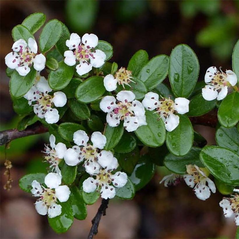 Cotoneaster suecicus Skogholm - Zwergmispel (Flowering)