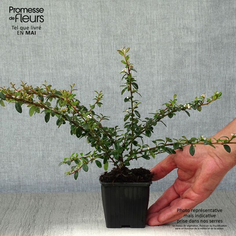 Example of Cotoneaster suecicus Skogholm - Zwergmispel Kleine Töpfe von 8/9 cm as you get in printemps