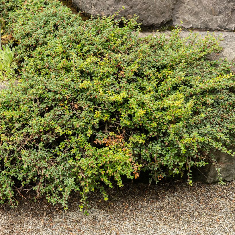 Cotoneaster adpressus - Zwergmispel (Plant habit)