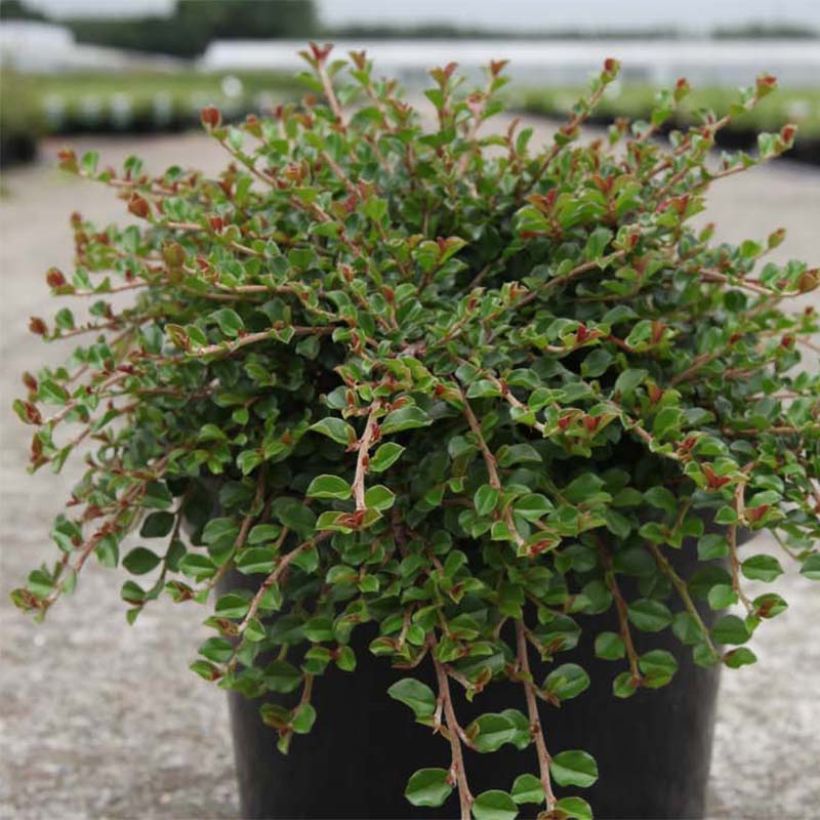 Cotoneaster adpressus Little Gem - Zwergmispel (Wuchs)