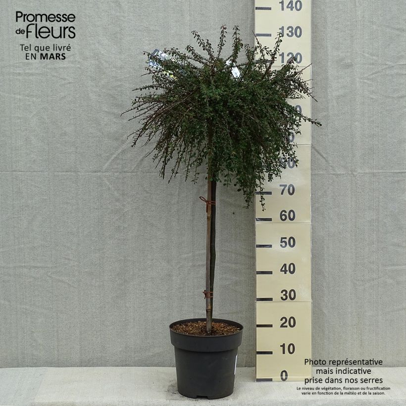 Example of Cotoneaster congestus - Zwergmispel Topf mit 7,5L/10L, Stamm as you get in printemps