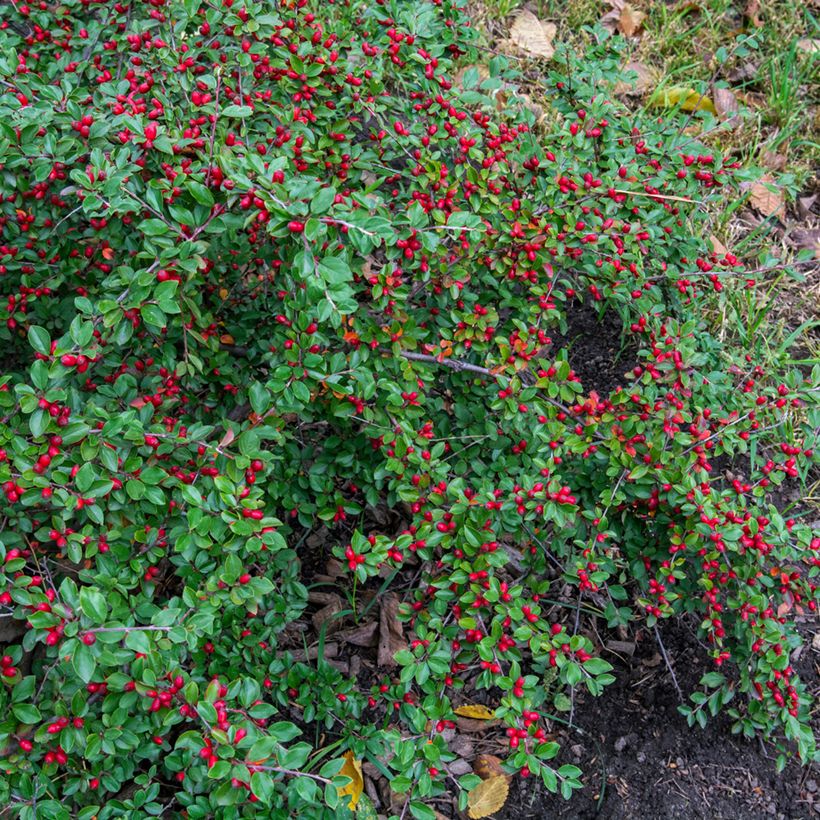 Cotoneaster dammeri - Teppich-Zwergmispel (Plant habit)