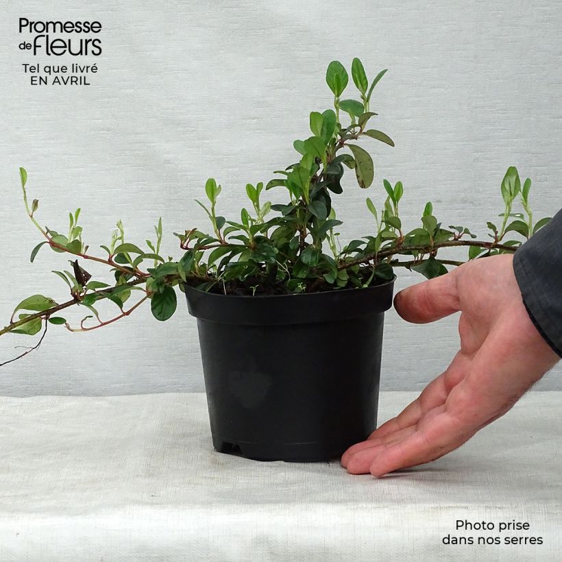 Example of Cotoneaster dammeri - Teppich-Zwergmispel Topf mit 1L/1,5L as you get in printemps