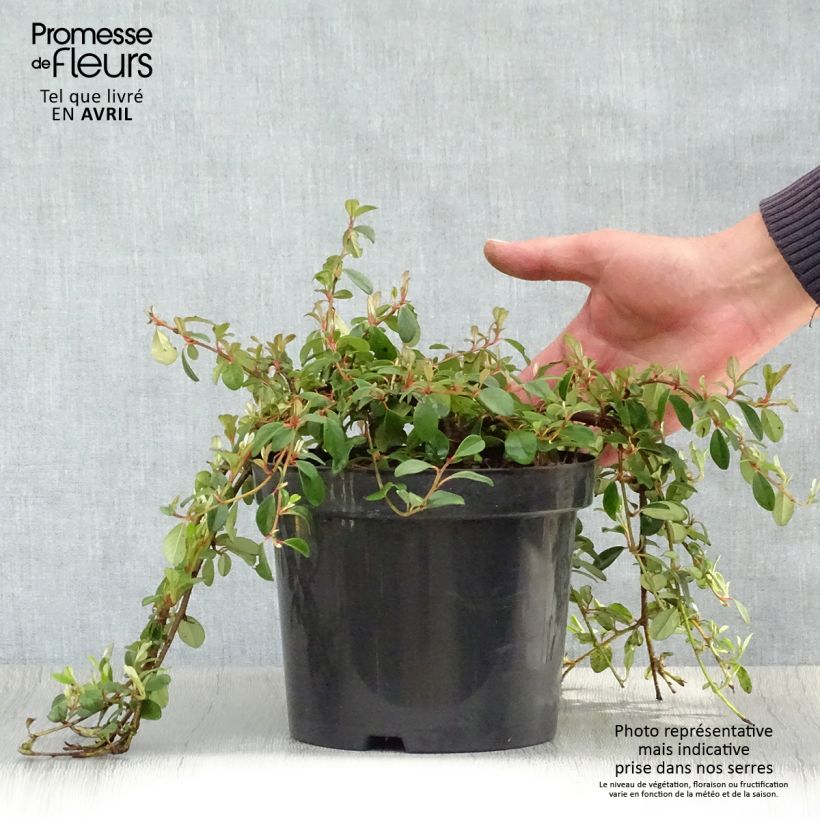 Example of Cotoneaster dammeri - Teppich-Zwergmispel Topf mit 2L/3L as you get in printemps