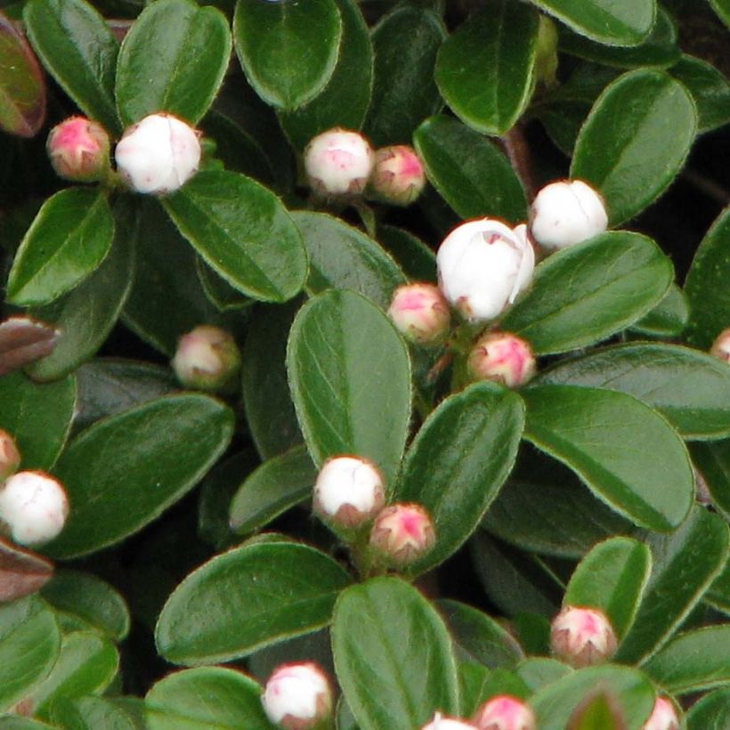 Cotoneaster dammeri Evergreen - Teppich-Zwergmispel (Foliage)