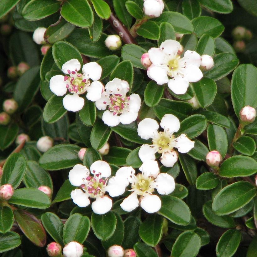 Cotoneaster dammeri Evergreen - Teppich-Zwergmispel (Flowering)