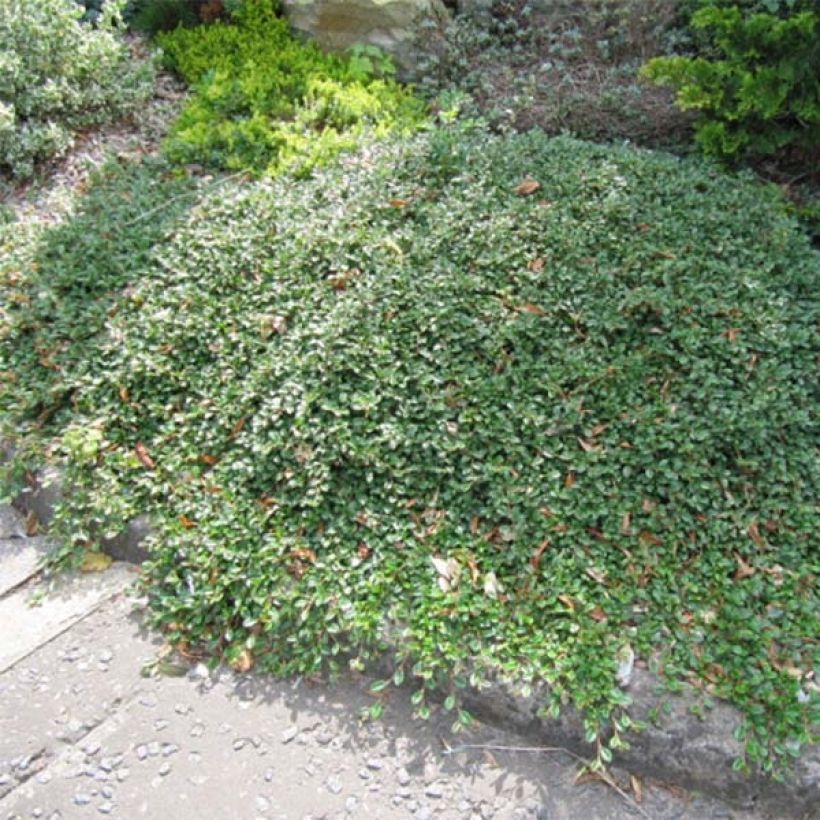 Cotoneaster dammeri Evergreen - Teppich-Zwergmispel (Plant habit)