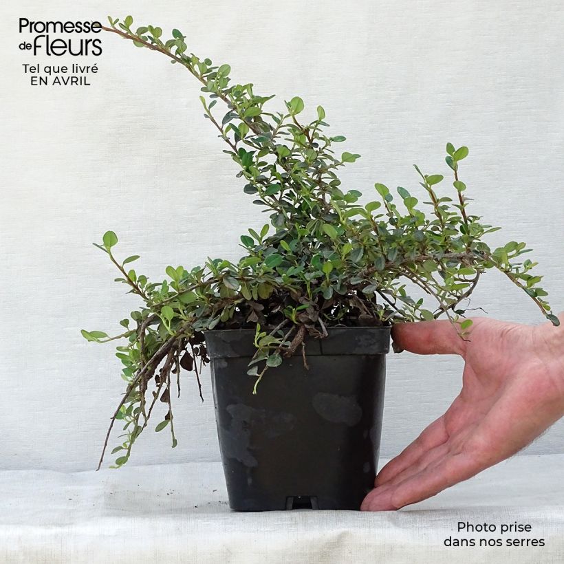 Example of Cotoneaster dammeri Evergreen - Teppich-Zwergmispel Topf mit 2L/3L as you get in printemps