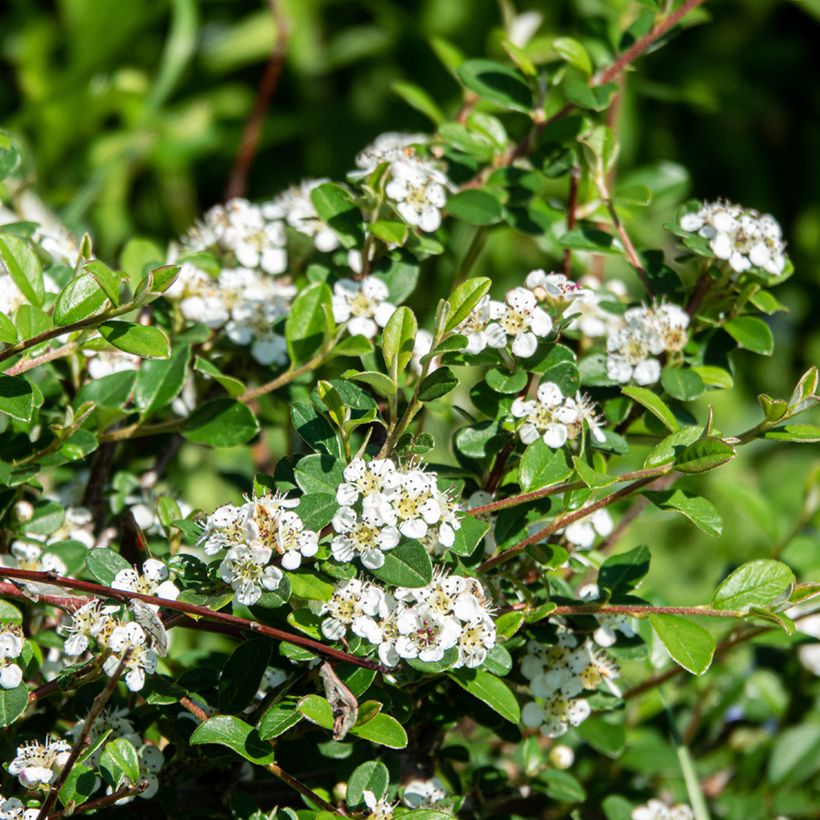 Cotoneaster dammeri Major - Teppich-Zwergmispel (Flowering)