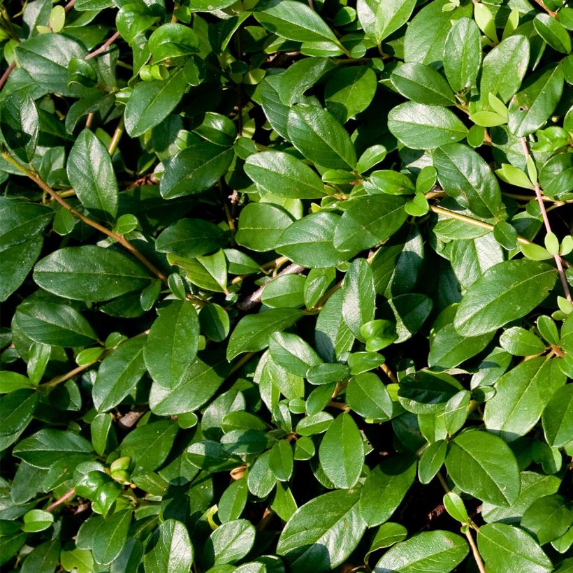 Cotoneaster dammeri Miranda - Teppich-Zwergmispel (Foliage)