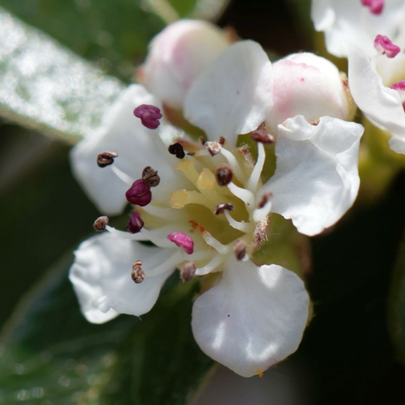 Cotoneaster dammeri Miranda - Teppich-Zwergmispel (Flowering)