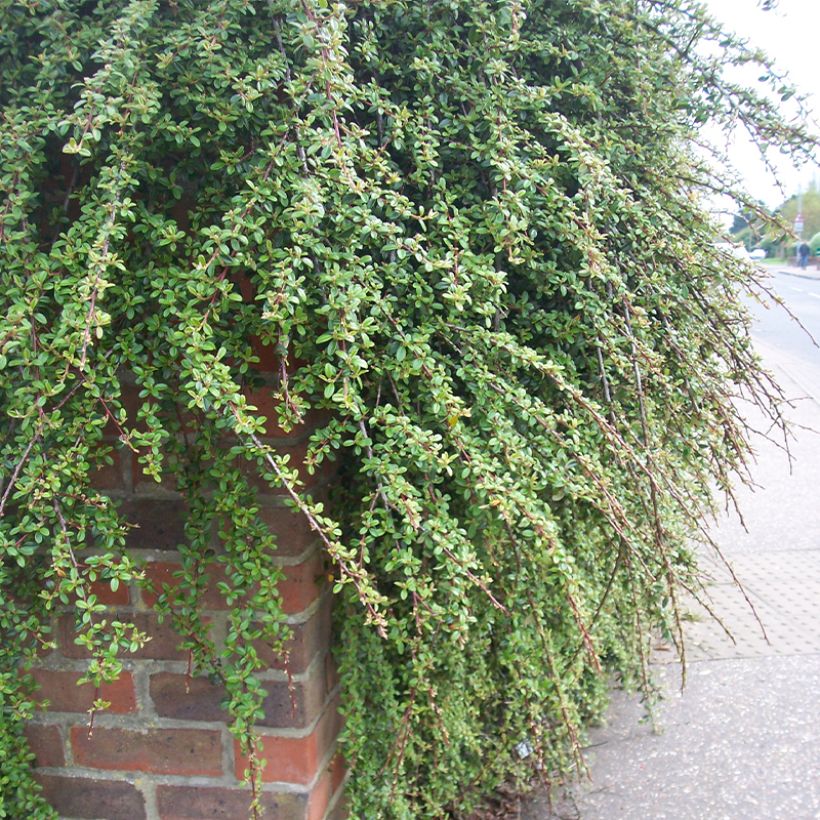 Cotoneaster dammeri Royal Carpet - Teppich-Zwergmispel (Wuchs)