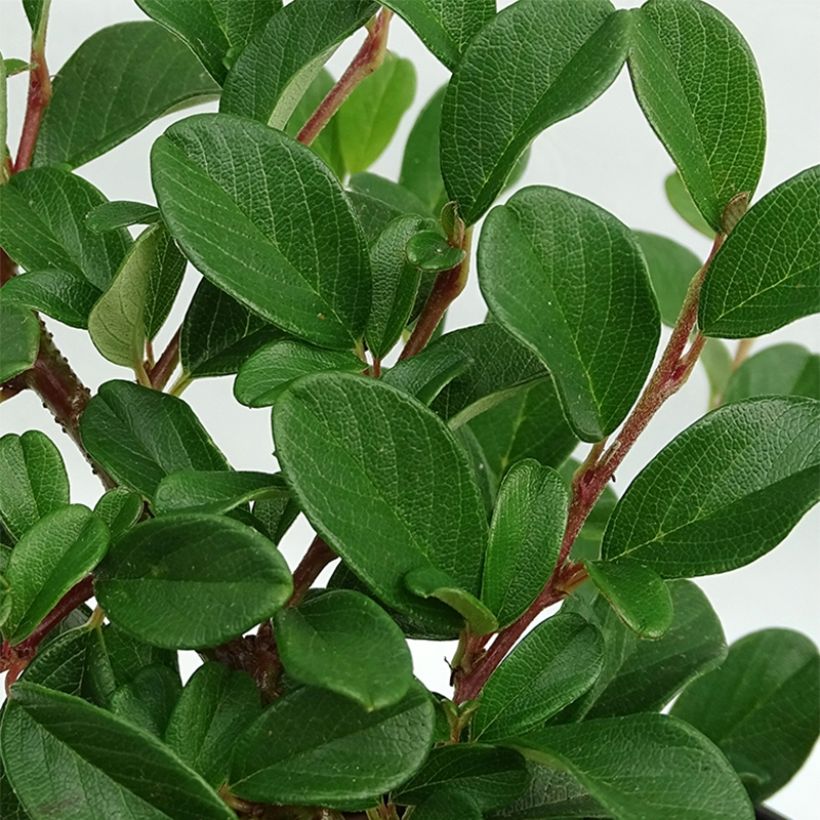 Cotoneaster dammeri Schoon - Teppich-Zwergmispel (Foliage)