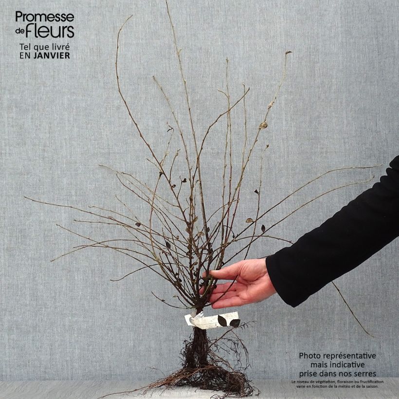 Exemplar von Cotoneaster dielsianus var. elegans - Zwergmispel Wurzelnackt wie im Winter geliefert