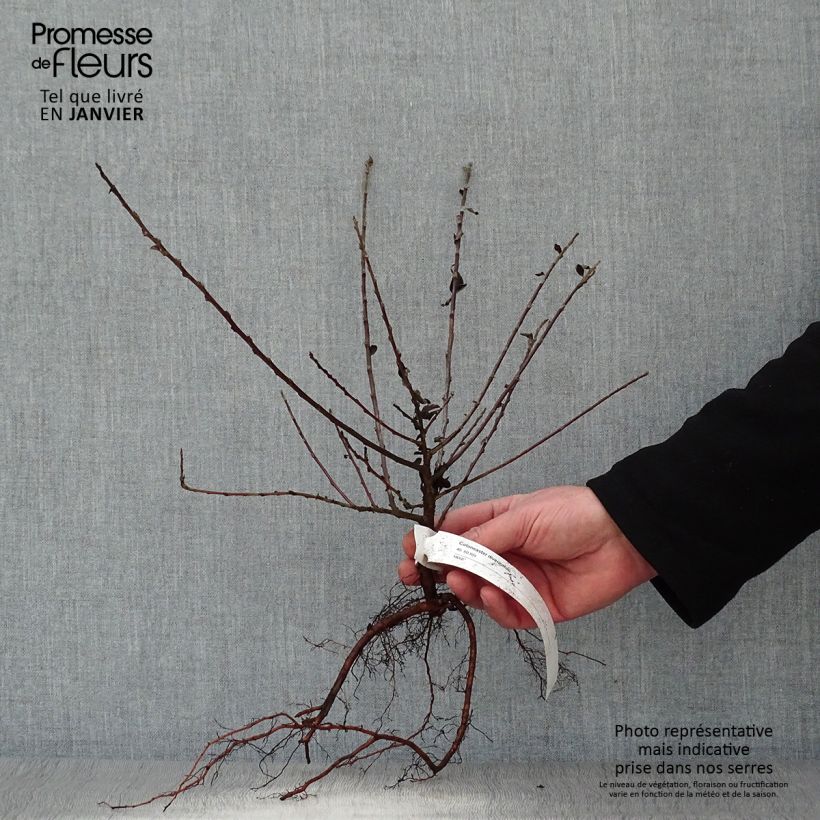 Exemplar von Cotoneaster divaricatus - Zwergmispel Wurzelnackt wie im Winter geliefert