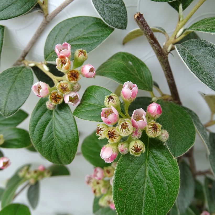 Cotoneaster franchetii - Zwergmispel (Flowering)
