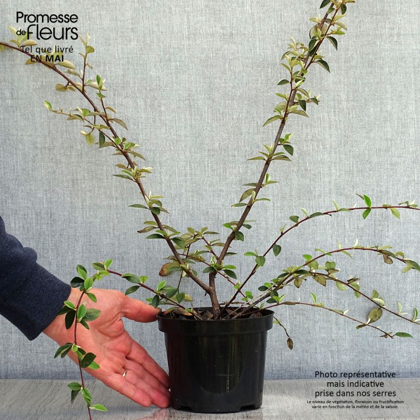 Example of Cotoneaster franchetii - Zwergmispel Topf mit 7,5L/10L as you get in printemps