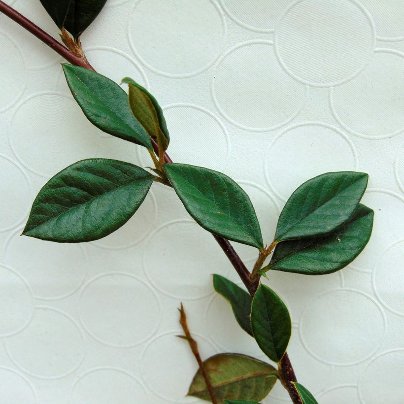 Cotoneaster lacteus - Zwergmispel (Foliage)