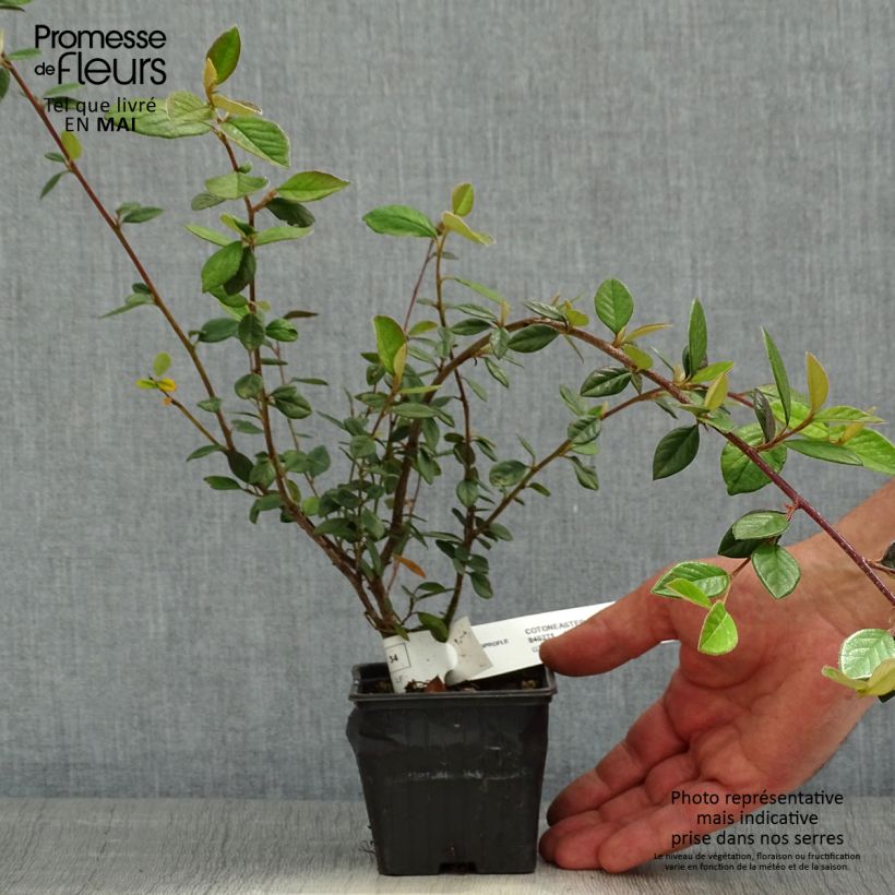 Example of Cotoneaster lacteus - Zwergmispel Kleine Töpfe von 8/9 cm as you get in printemps