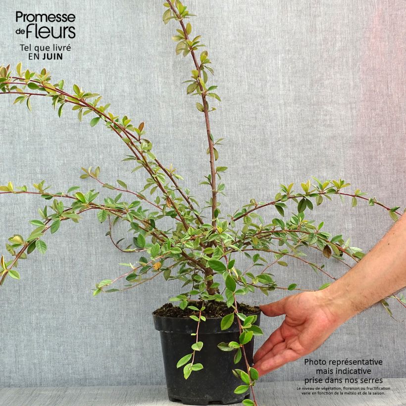 Example of Cotoneaster lacteus - Zwergmispel Topf mit 2L/3L as you get in printemps