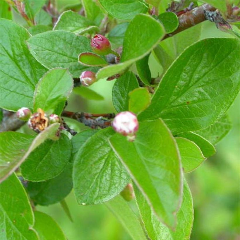 Cotoneaster lucidus - Zwergmispel (Foliage)