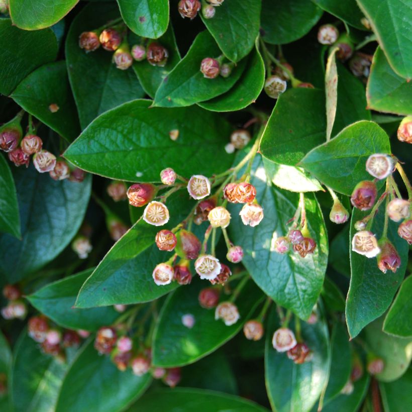 Cotoneaster lucidus - Zwergmispel (Flowering)