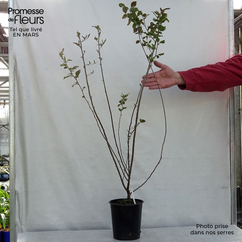 Example of Cotoneaster lucidus - Zwergmispel Topf mit 2L/3L as you get in printemps