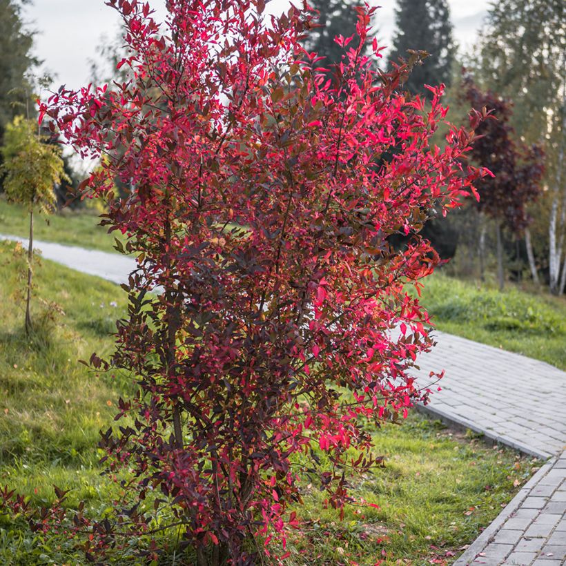 Cotoneaster lucidus - Zwergmispel (Plant habit)