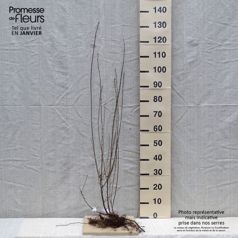 Example of Cotoneaster lucidus - Zwergmispel Wurzelnackt as you get in hiver