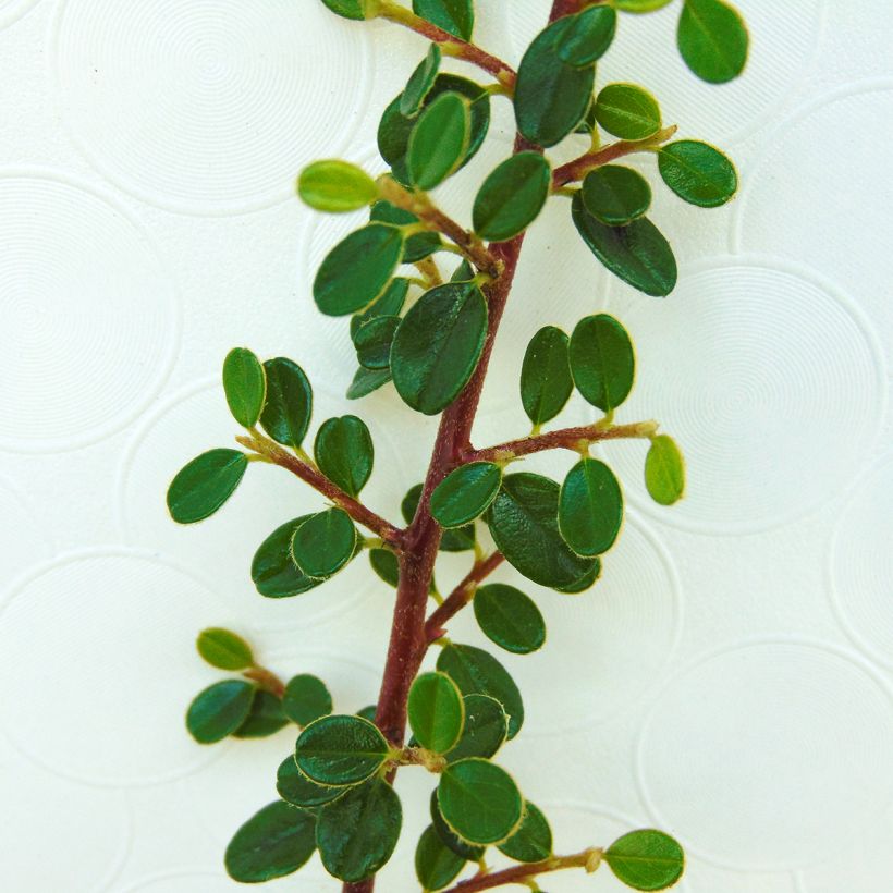 Cotoneaster microphyllus - Zwergmispel (Foliage)