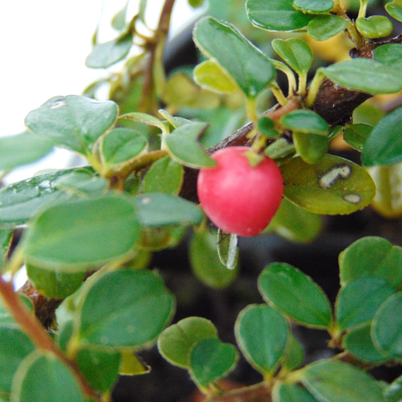 Cotoneaster microphyllus - Zwergmispel (Harvest)