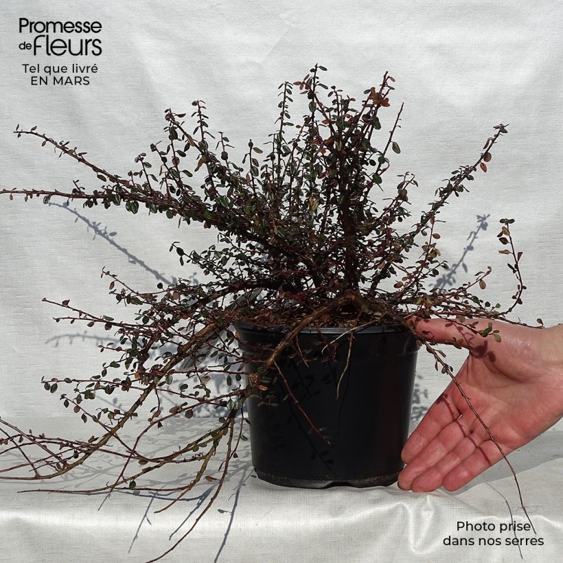 Example of Cotoneaster microphyllus - Zwergmispel Topf mit 2L/3L as you get in printemps