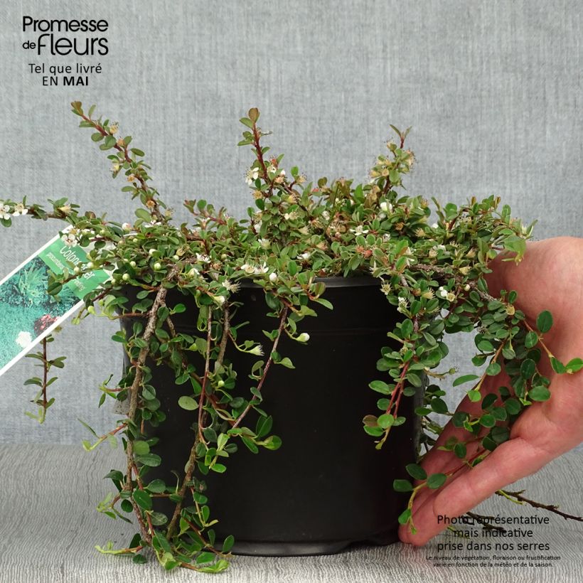 Example of Cotoneaster procumbens Streibs Findling - Teppich-Zwergmispel Topf mit 1,5L/2L as you get in printemps