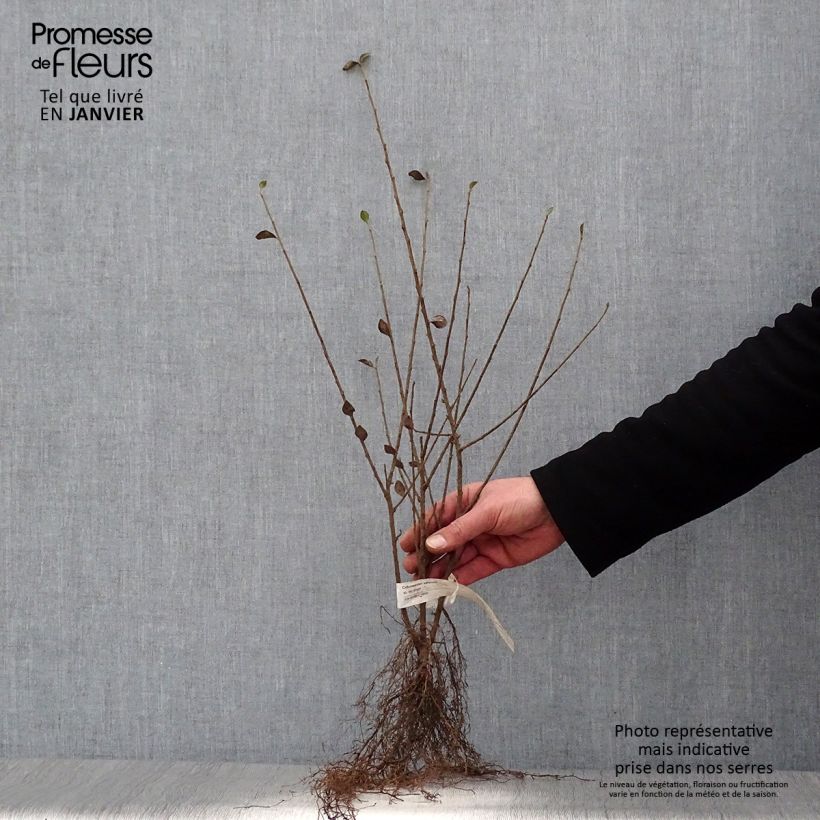 Exemplar von Cotoneaster simonsii - Zwergmispel Wurzelnackt wie im Winter geliefert