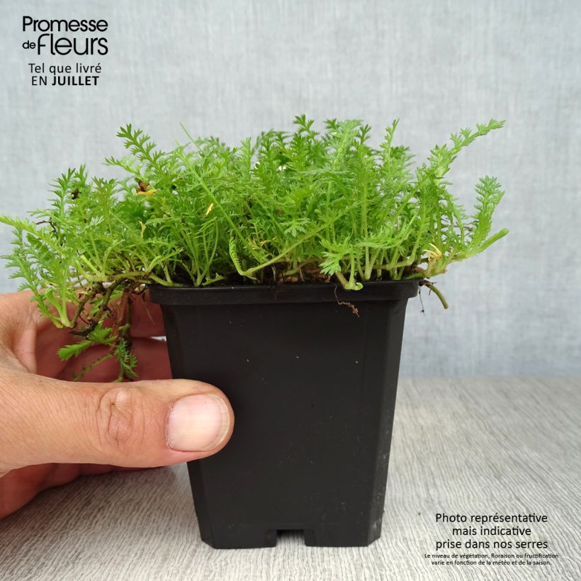 Exemplar von Leptinella squalida - Fiederpolster Kleine Töpfe von 8/9 cm wie im Sommer geliefert