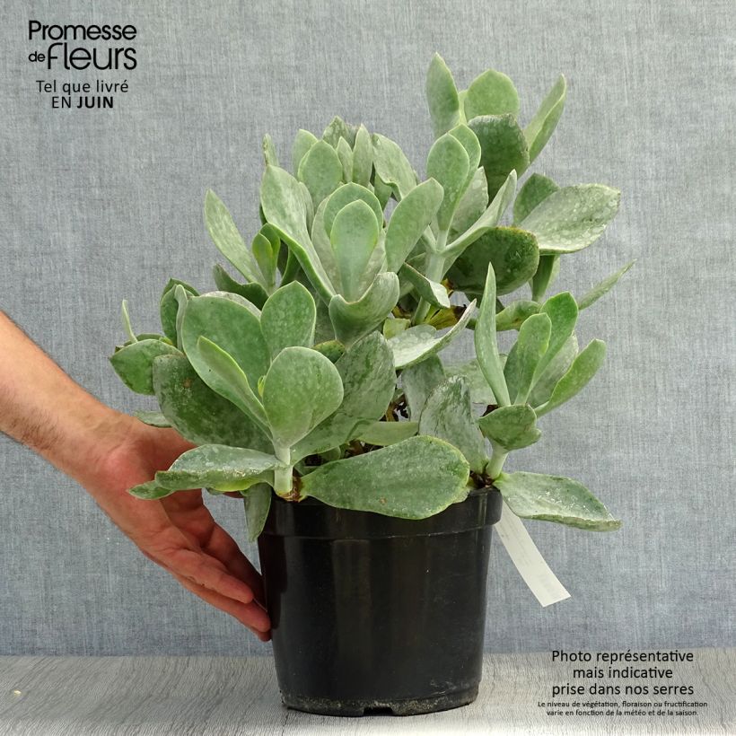 Exemplar von Cotyledon orbiculata Gray - Cotyledon Topf mit 3L/4L wie im Sommer geliefert