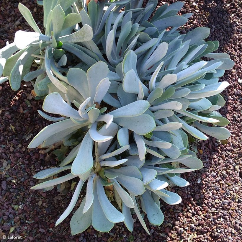 Cotyledon orbiculata Gray - Cotyledon (Wuchs)