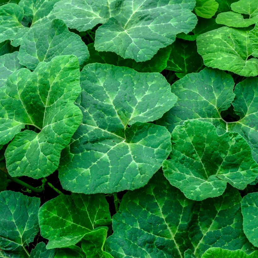 Feigenblatt-Kürbis Bio - Ferme de Sainte Marthe - Cucurbita ficifolia (Foliage)
