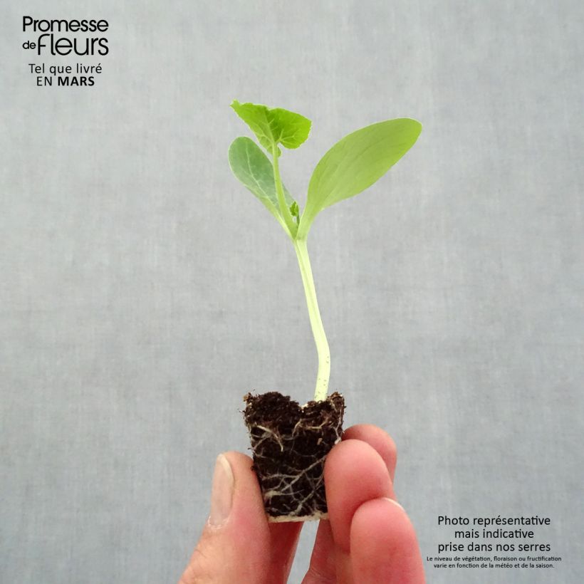 Exemplar von Garten-Kürbis Pick Gold (Pflanzen) Mini-Plug Ø 3/4 cm wie im Frühjahr geliefert