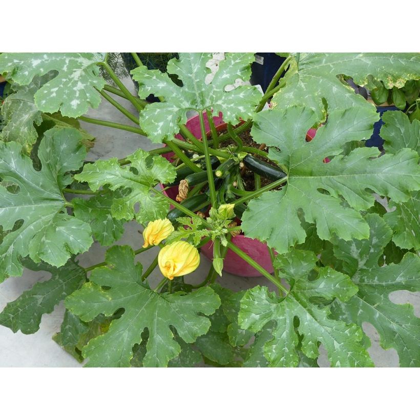 Garten-Kürbis Easy Pick Green F1 (Wuchs)