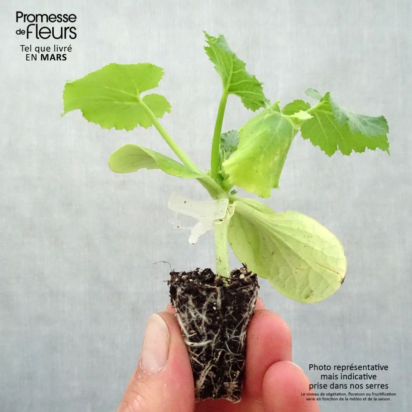 Example of Veredelte Garten-Kürbis Kimber F1 (Veredelt) Mini-Plug Ø 3/4 cm as you get in printemps