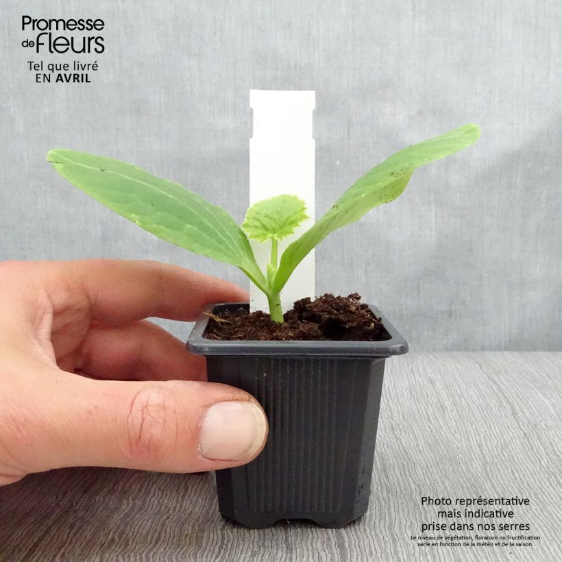 Exemplar von Garten-Kürbis Orelia F1 Kleine Töpfe von 7/8 cm wie im Frühjahr geliefert