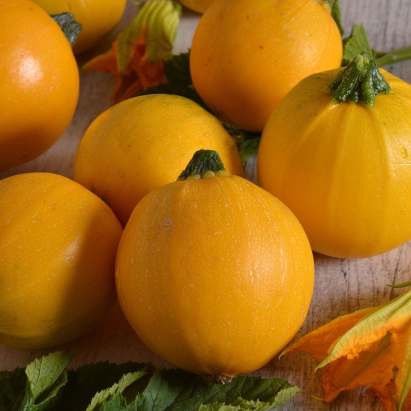 Garten-Kürbis Midas F1 (Harvest)