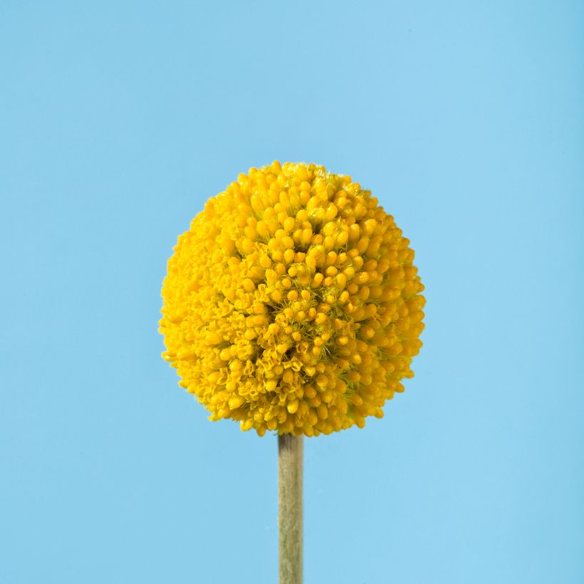 Craspedia Golf Beauty - Trommelstöckchen (Blüte)