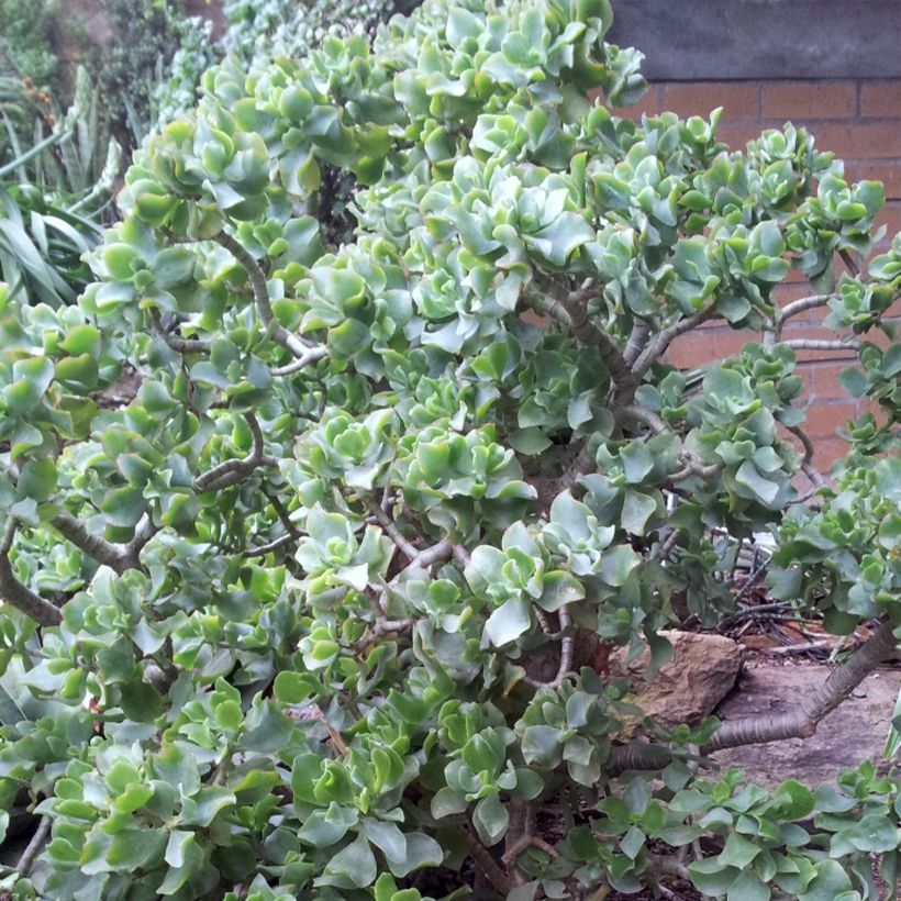 Crassula arborescens Curly Grey - Dickblatt (Wuchs)