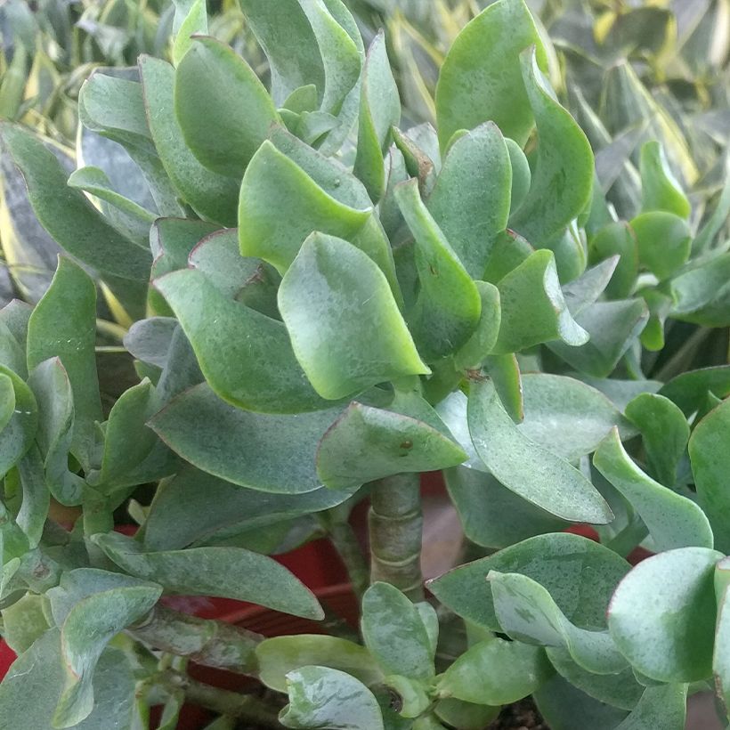 Crassula arborescens Curly Grey - Dickblatt (Laub)