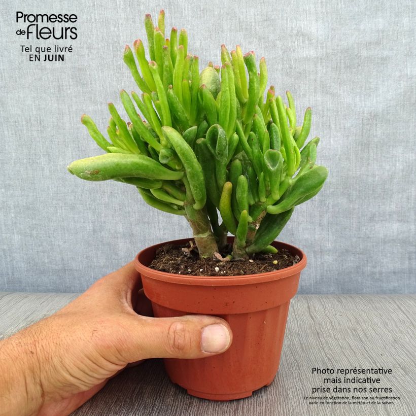 Exemplar von Crassula ovata Hobbit - Geldbaum Topf 12 cm / 13 cm wie im Sommer geliefert