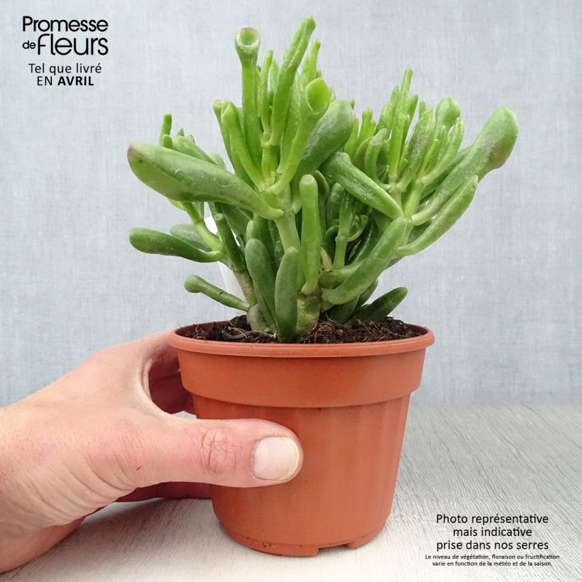 Example of Crassula ovata Hobbit - Geldbaum Topf 12 cm / 13 cm as you get in printemps
