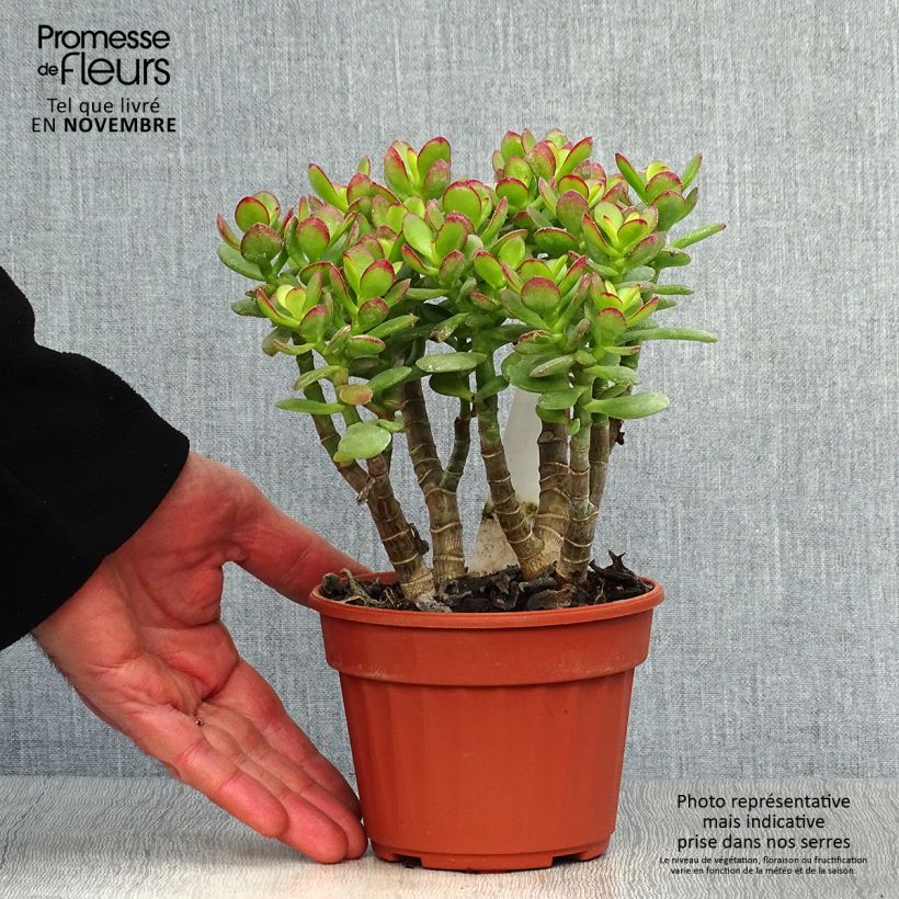 Exemplar von Crassula ovata Minor - Geldbaum Topf mit 1L/1,5L wie im Herbst geliefert